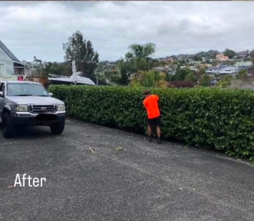 Overgrown driveway hedge trimmed back to a clean line — after
