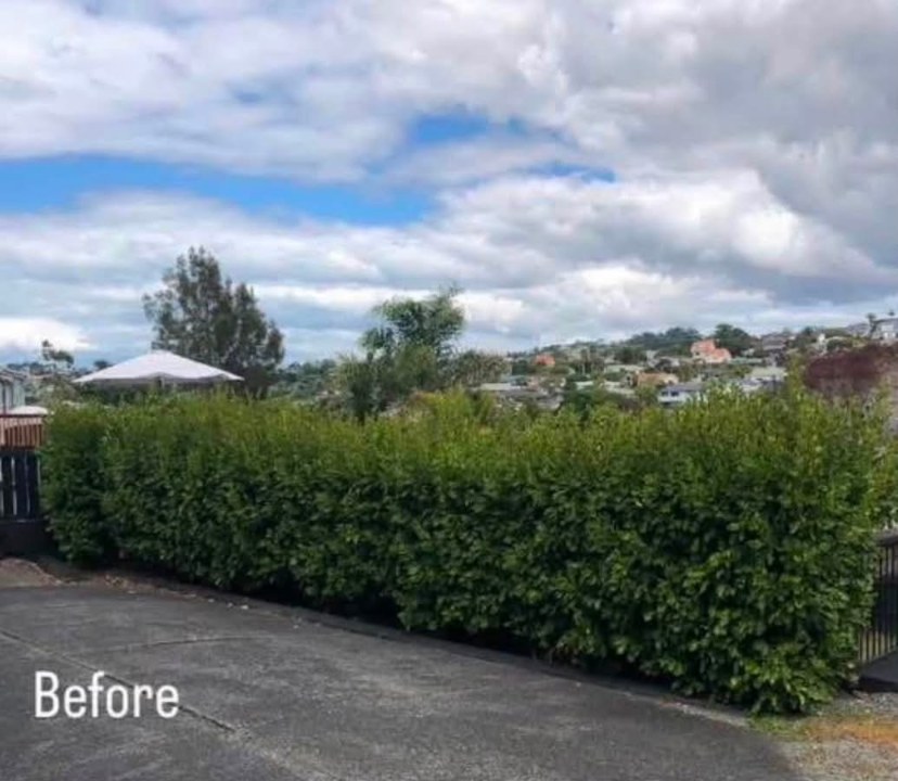 Overgrown driveway hedge trimmed back to a clean line — before