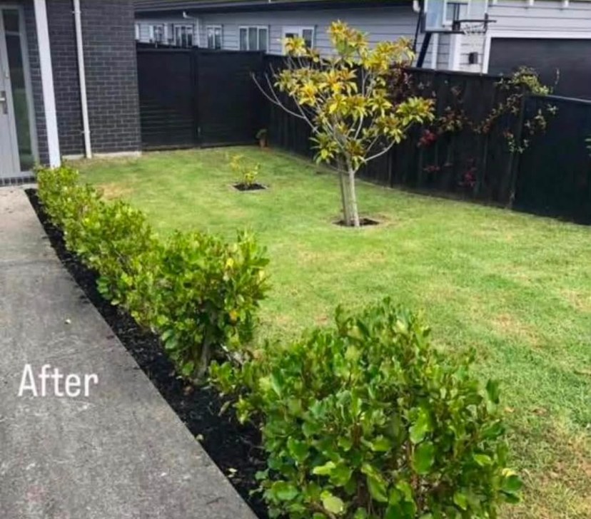 Overgrown lawn and shrubs tidied into a crisp garden — after